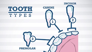Types of teeth for root canal therapy in Eatontown 